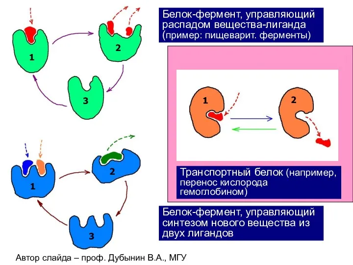 Автор слайда – проф. Дубынин В.А., МГУ