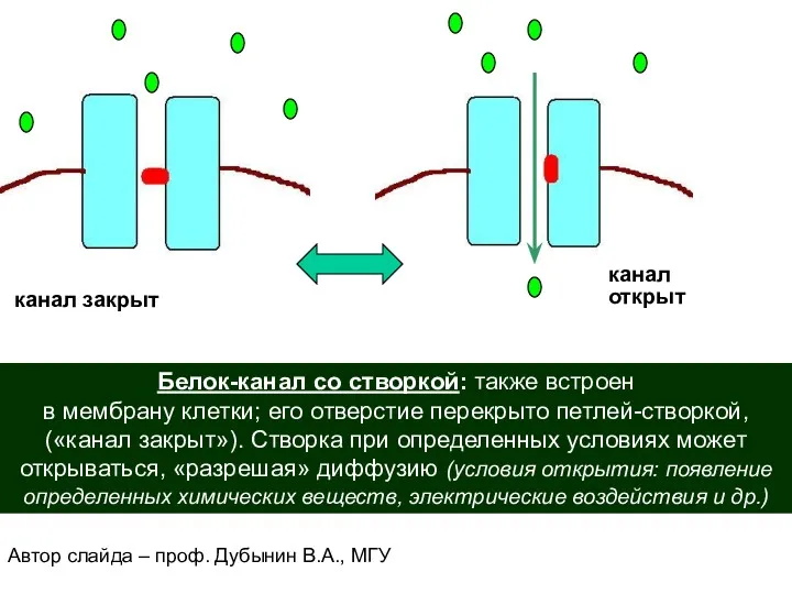 Белок-канал со створкой: также встроен в мембрану клетки; его отверстие