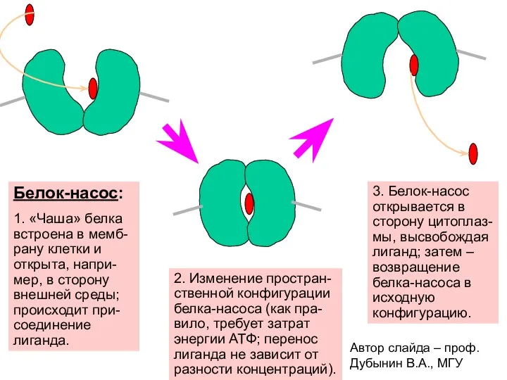 Белок-насос: 1. «Чаша» белка встроена в мемб-рану клетки и открыта,