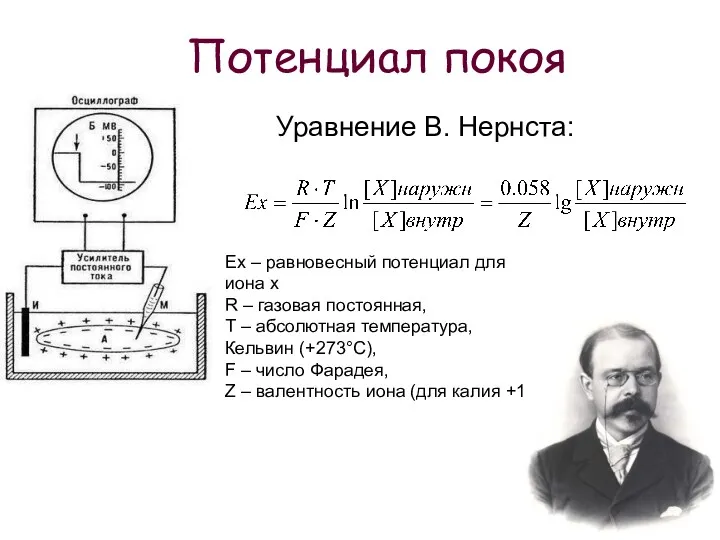 Потенциал покоя Ex – равновесный потенциал для иона х R