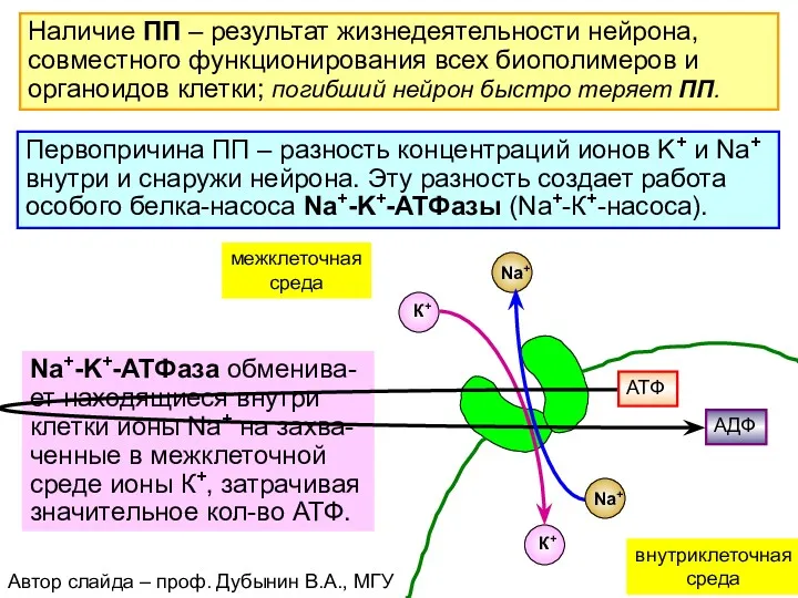 Наличие ПП – результат жизнедеятельности нейрона, совместного функционирования всех биополимеров