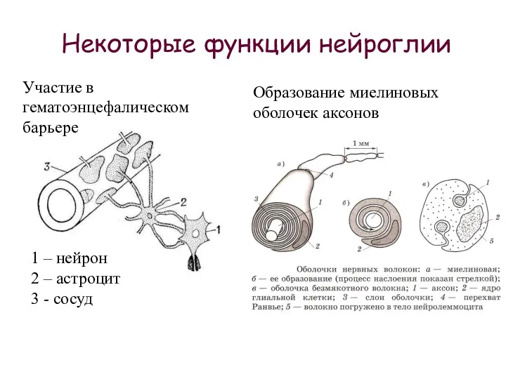 Некоторые функции нейроглии 1 – нейрон 2 – астроцит 3