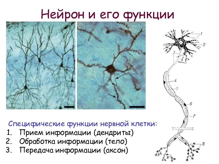 Нейрон и его функции Специфические функции нервной клетки: Прием информации