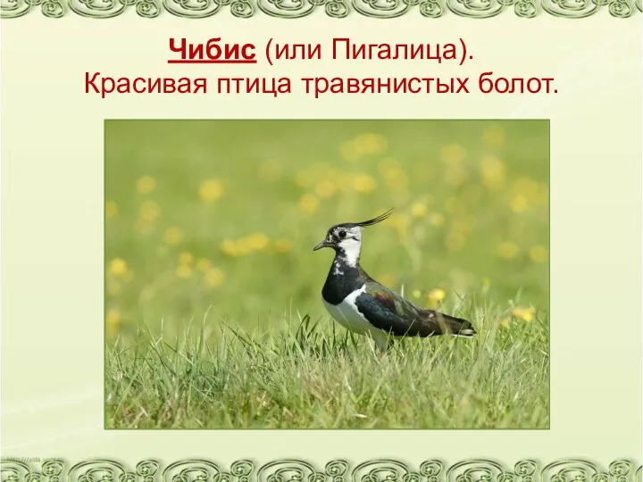 Чибис (или Пигалица). Красивая птица травянистых болот.