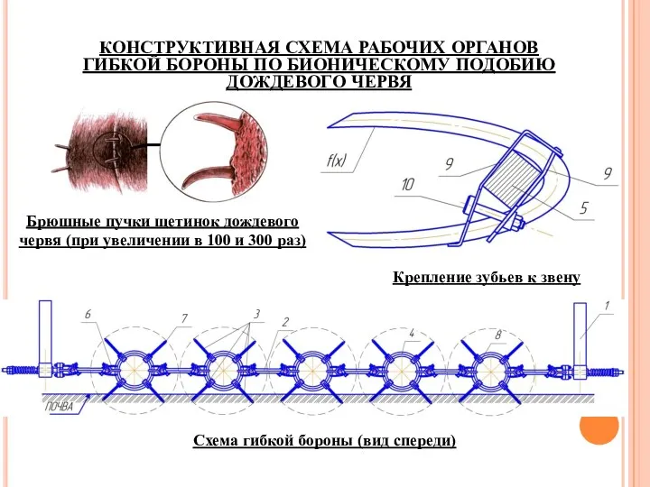 КОНСТРУКТИВНАЯ СХЕМА РАБОЧИХ ОРГАНОВ ГИБКОЙ БОРОНЫ ПО БИОНИЧЕСКОМУ ПОДОБИЮ ДОЖДЕВОГО