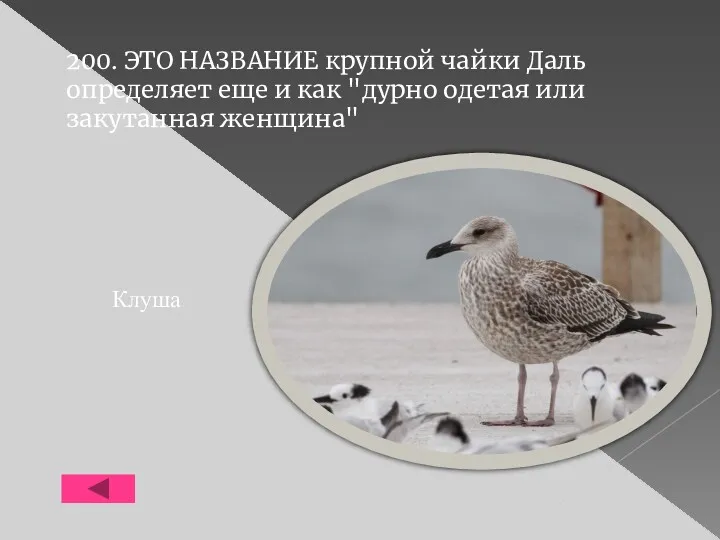 200. ЭТО НАЗВАНИЕ крупной чайки Даль определяет еще и как "дурно одетая или закутанная женщина" Клуша