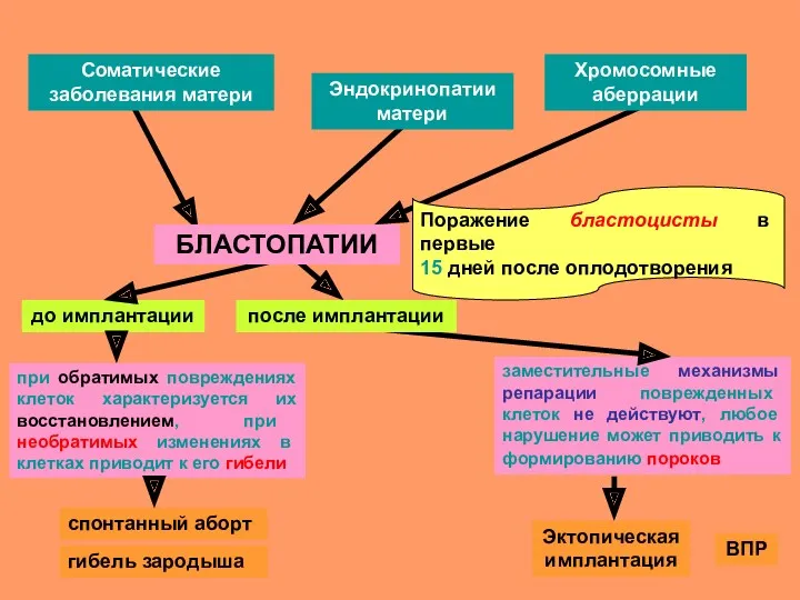 Поражение бластоцисты в первые 15 дней после оплодотворения до имплантации