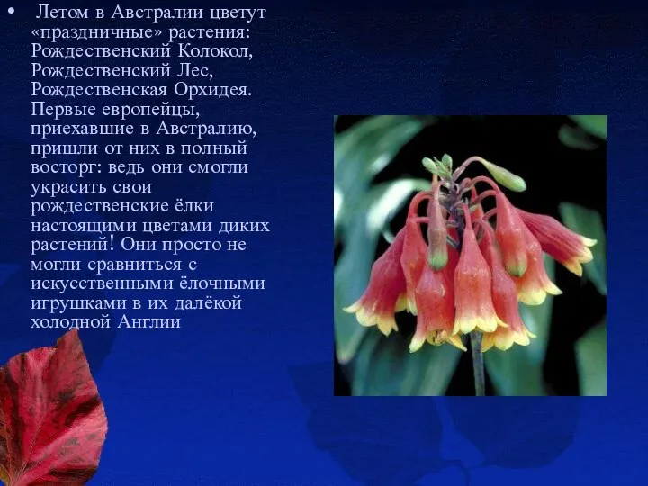 Летом в Австралии цветут «праздничные» растения: Рождественский Колокол, Рождественский Лес, Рождественская Орхидея. Первые