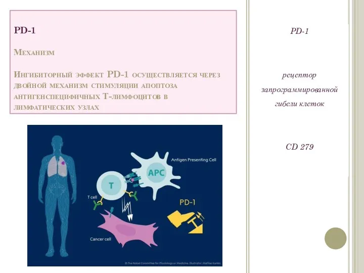 PD-1 Механизм Ингибиторный эффект PD-1 осуществляется через двойной механизм стимуляции