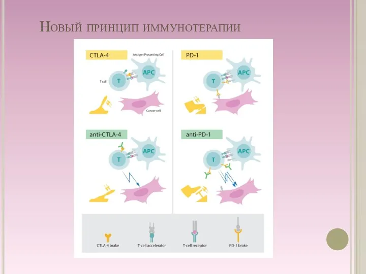 Новый принцип иммунотерапии