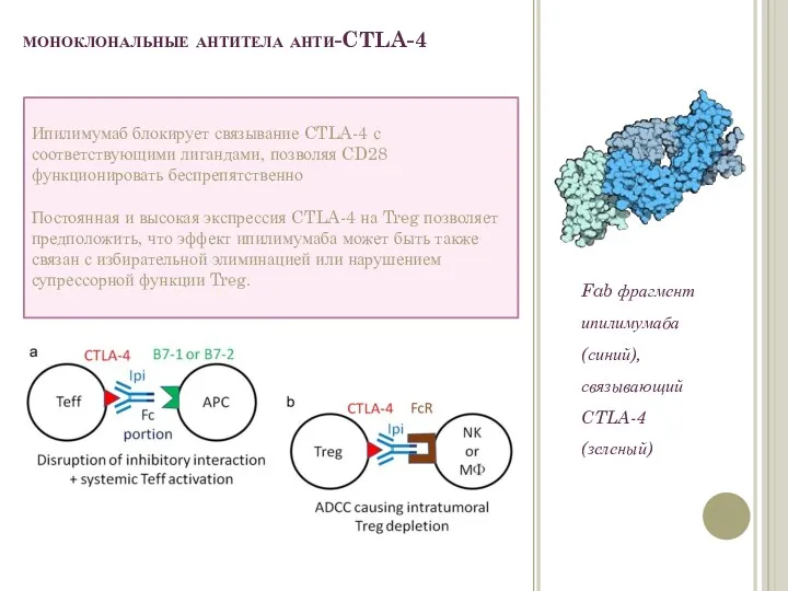 моноклональные антитела анти-CTLA-4 Fab фрагмент ипилимумаба (синий), связывающий CTLA-4 (зеленый)