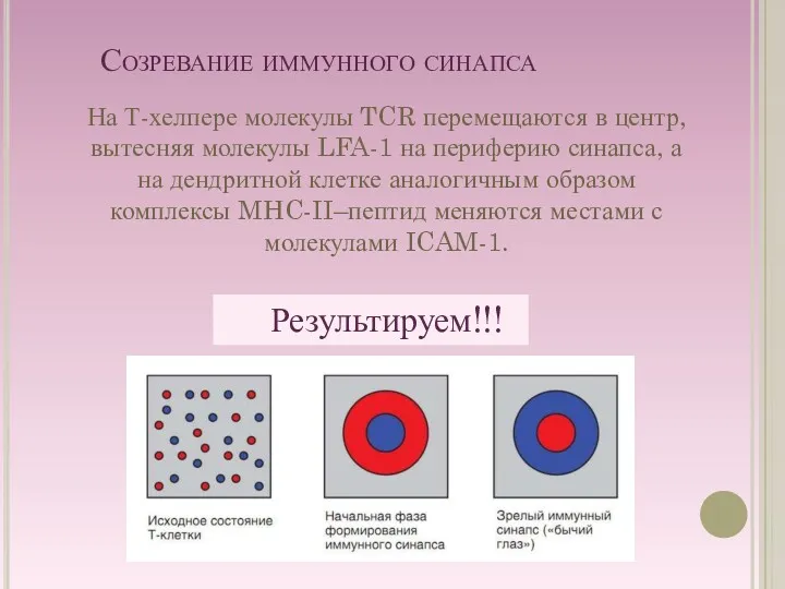 Созревание иммунного синапса На Т-хелпере молекулы TCR перемещаются в центр,