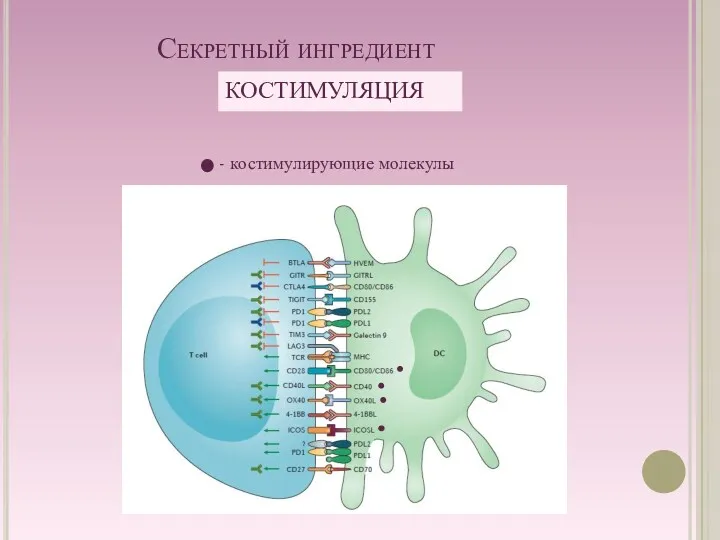 Секретный ингредиент КОСТИМУЛЯЦИЯ - костимулирующие молекулы