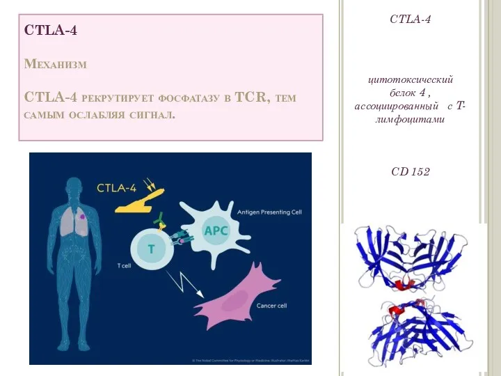 CTLA-4 Механизм CTLA-4 рекрутирует фосфатазу в TCR, тем самым ослабляя сигнал. CTLA-4 цитотоксический