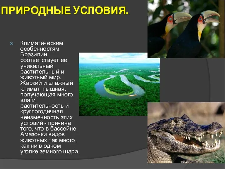 ПРИРОДНЫЕ УСЛОВИЯ. Климатическим особенностям Бразилии соответствует ее уникальный растительный и животный мир. Жаркий