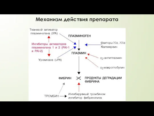 Механизм действия препарата