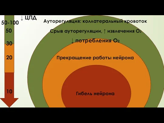 ↓ ЦПД Ауторегуляция: коллатеральный кровоток Срыв ауторегуляции, ↑ извлечения О2