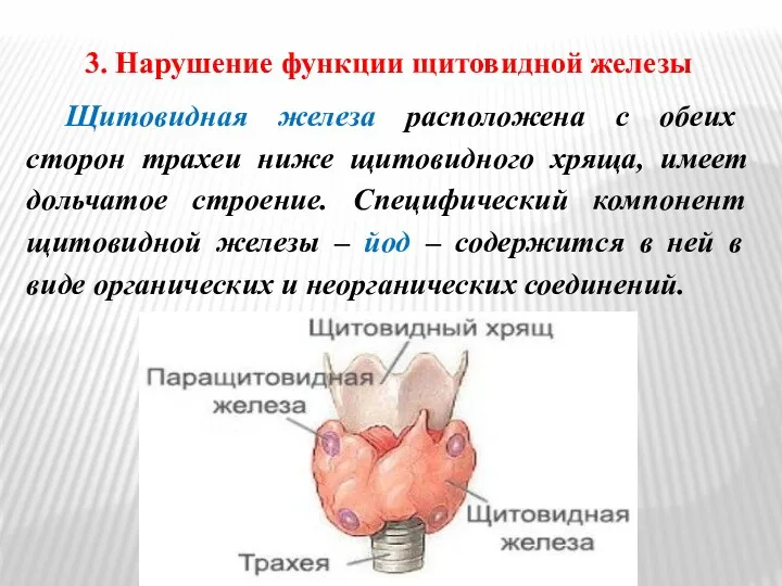 3. Нарушение функции щитовидной железы Щитовидная железа расположена с обеих