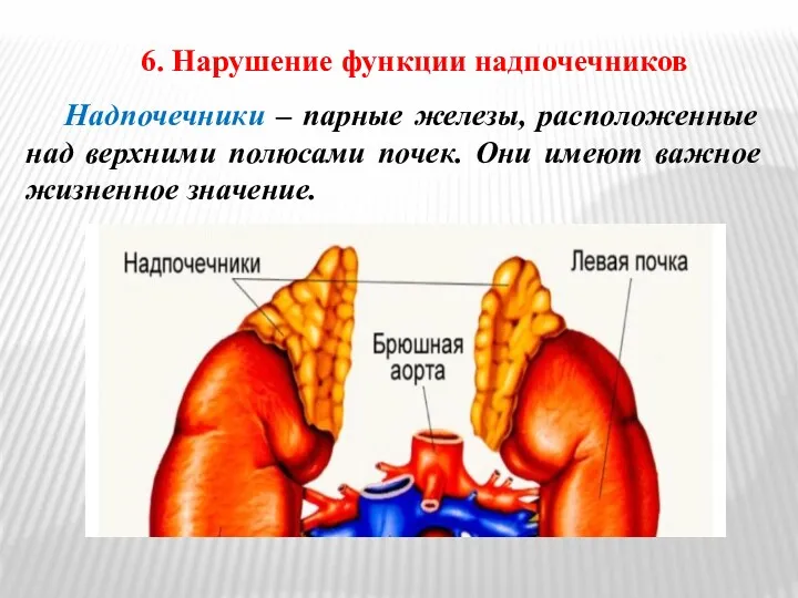 6. Нарушение функции надпочечников Надпочечники – парные железы, расположенные над