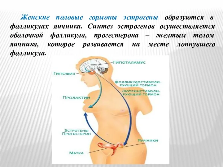 Женские половые гормоны эстрогены образуются в фолликулах яичника. Синтез эстрогенов