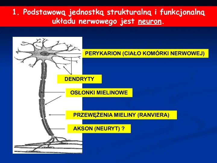 PERYKARION (CIAŁO KOMÓRKI NERWOWEJ) 1. Podstawową jednostką strukturalną i funkcjonalną