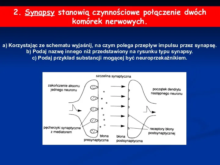 2. Synapsy stanowią czynnościowe połączenie dwóch komórek nerwowych. a) Korzystając