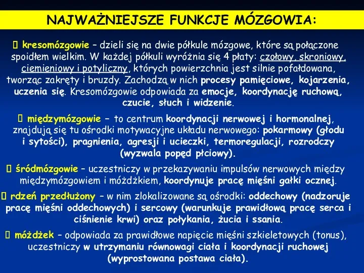 NAJWAŻNIEJSZE FUNKCJE MÓZGOWIA: kresomózgowie – dzieli się na dwie półkule