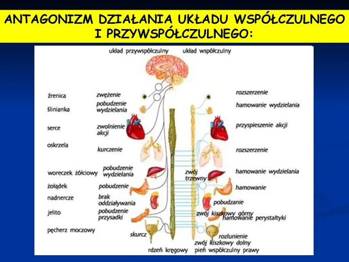 ANTAGONIZM DZIAŁANIA UKŁADU WSPÓŁCZULNEGO I PRZYWSPÓŁCZULNEGO: