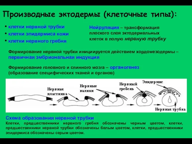 Производные эктодермы (клеточные типы): клетки нервной трубки клетки эпидермиса кожи клетки нервного гребня