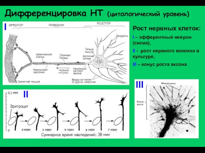 Дифференцировка НТ (цитологический уровень) Рост нервных клеток: I – эфферентный