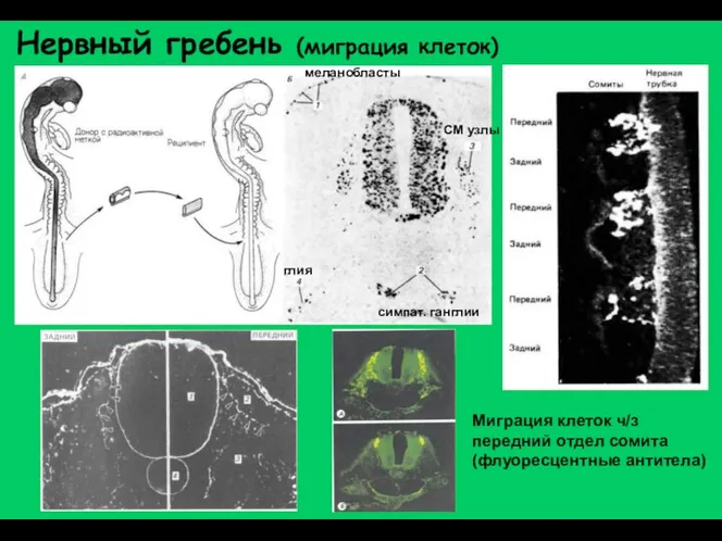 Нервный гребень (миграция клеток) меланобласты глия симпат. ганглии СМ узлы Миграция клеток ч/з