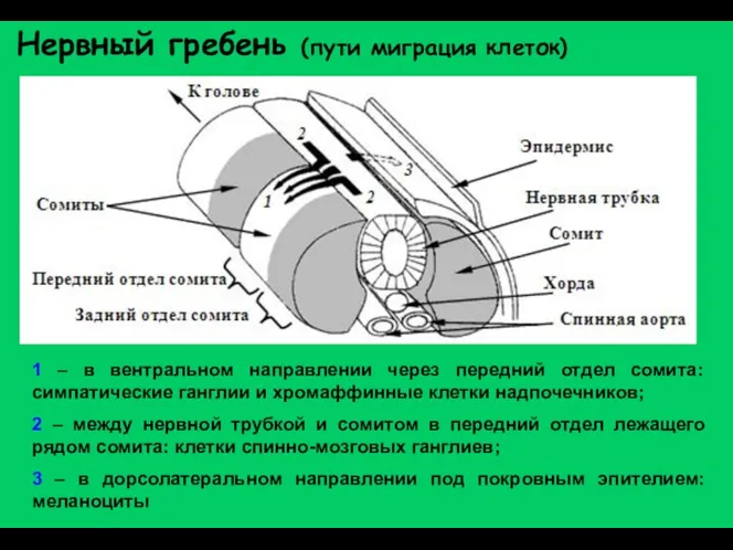 Нервный гребень (пути миграция клеток) 1 – в вентральном направлении через передний отдел