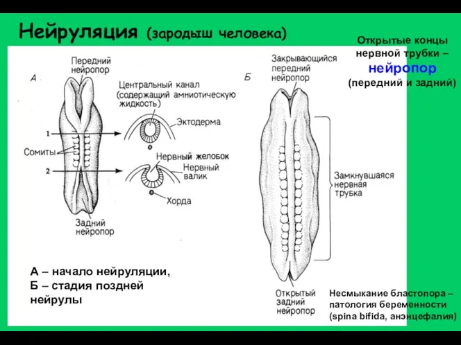 Нейруляция (зародыш человека) А – начало нейруляции, Б – стадия