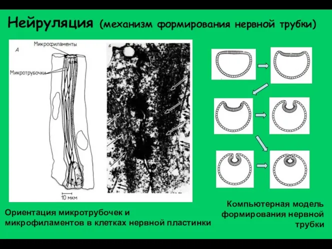 Нейруляция (механизм формирования нервной трубки) Ориентация микротрубочек и микрофиламентов в