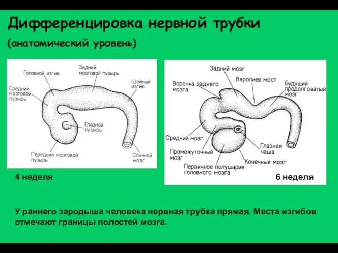 Дифференцировка нервной трубки (анатомический уровень) 4 неделя 6 неделя У раннего зародыша человека