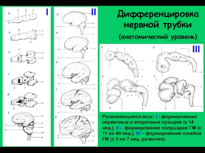 Дифференцировка нервной трубки (анатомический уровень) Развивающийся мозг: I - формирование первичных и вторичных