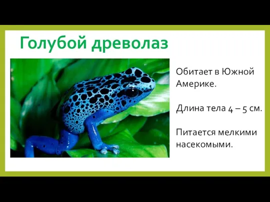 Голубой древолаз Обитает в Южной Америке. Длина тела 4 – 5 см. Питается мелкими насекомыми.