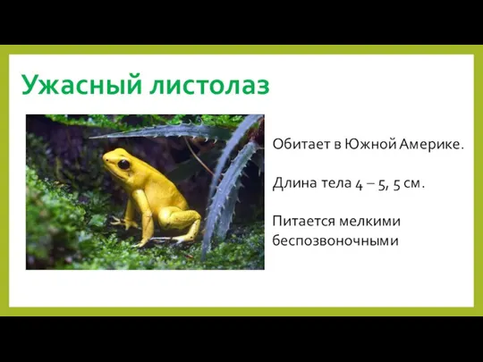 Ужасный листолаз Обитает в Южной Америке. Длина тела 4 – 5, 5 см. Питается мелкими беспозвоночными