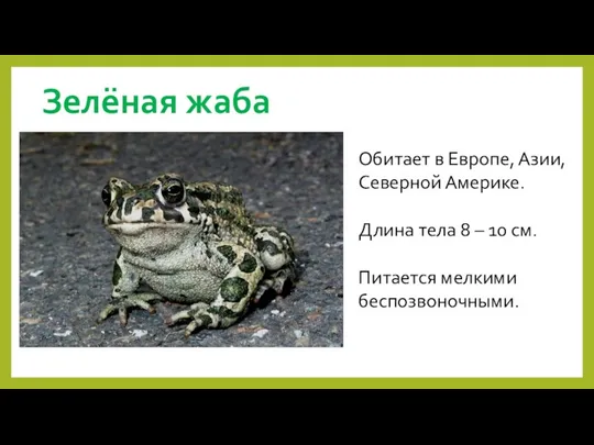 Зелёная жаба Обитает в Европе, Азии, Северной Америке. Длина тела