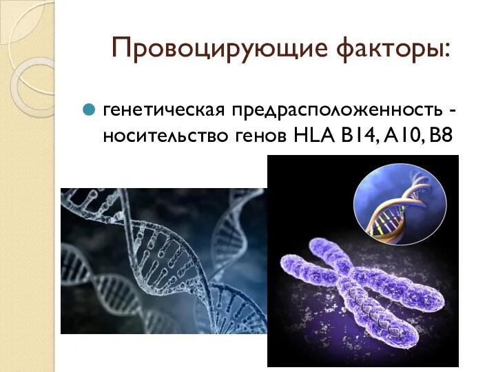 Провоцирующие факторы: генетическая предрасположенность - носительство генов HLA В14, А10, В8