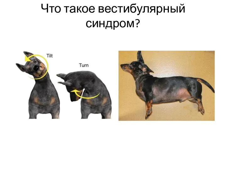 Что такое вестибулярный синдром?