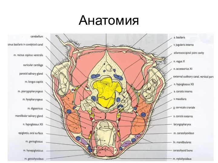 Анатомия