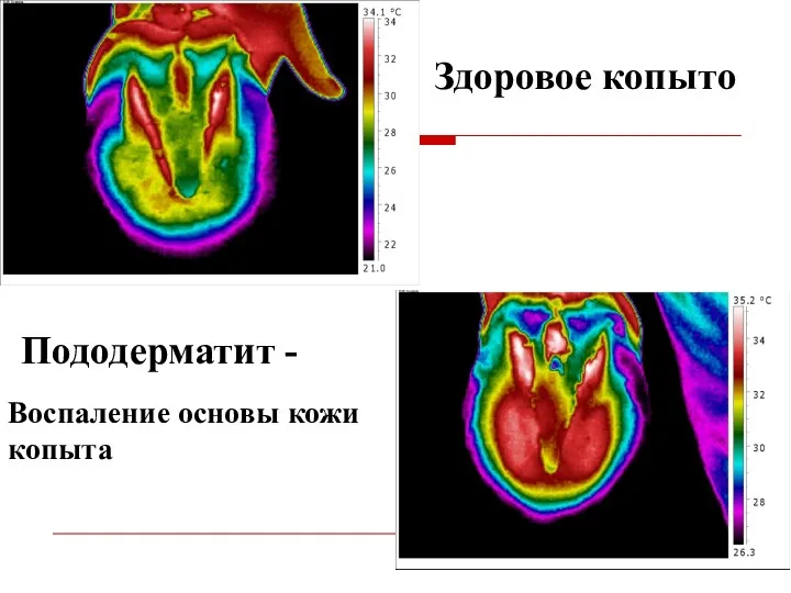 Здоровое копыто Пододерматит - Воспаление основы кожи копыта