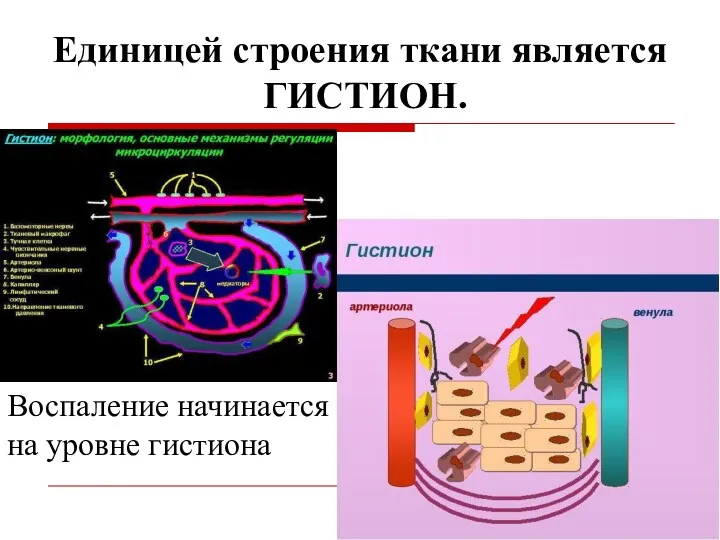 Единицей строения ткани является ГИСТИОН. Воспаление начинается на уровне гистиона