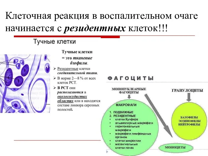 Клеточная реакция в воспалительном очаге начинается с резидентных клеток!!!