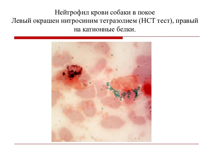 Нейтрофил крови собаки в покое Левый окрашен нитросиним тетразолием (НСТ тест), правый на катионные белки.