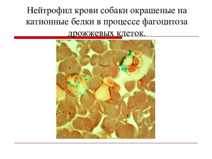 Нейтрофил крови собаки окрашеные на катионные белки в процессе фагоцитоза дрожжевых клеток.