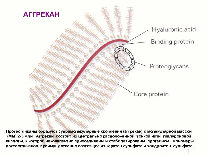 Протеогликаны образуют супрамолекулярные скопления (аггрекан) с молекулярной массой (ММ) 2-3 млн. Аггрекан состоит