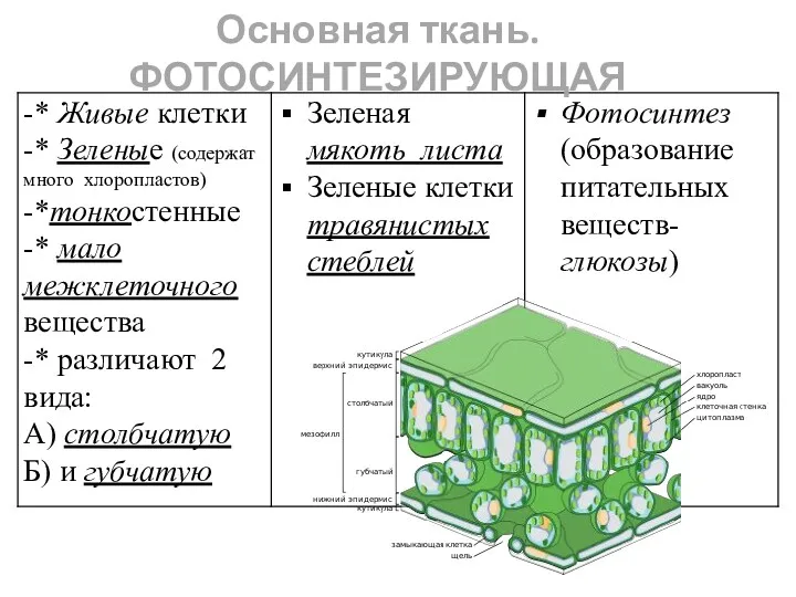 Основная ткань. ФОТОСИНТЕЗИРУЮЩАЯ