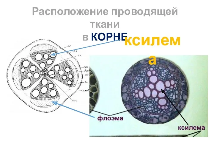 Расположение проводящей ткани в КОРНЕ ксилема